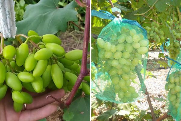 Что сделать с виноградом в июле, чтобы осенью собрать высокий урожай