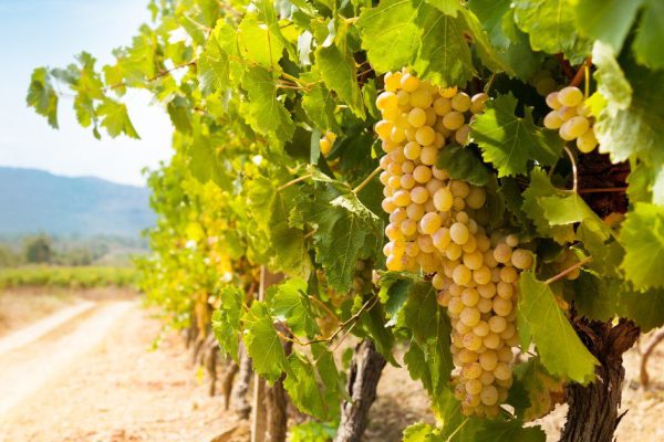 Принципы защиты винограда от вредителей