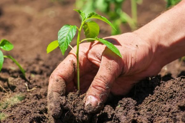 Dirty and muddy of male hands and ground plant