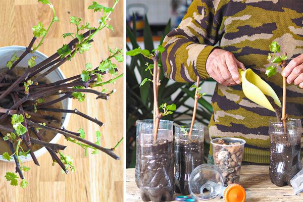 Укоренение черенков в домашних условиях соком суккулентов, ивовой и медовой водой