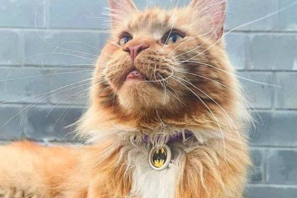 Похищенный кот из Бучи проделал долгий путь, но наконец-то вернулся к хозяевам