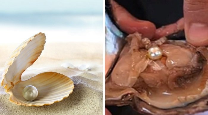 сбор жемчуга