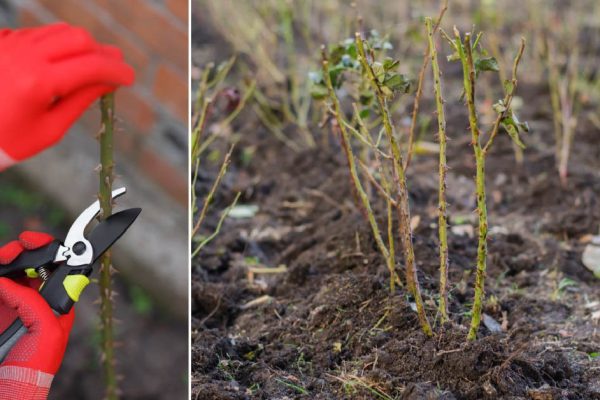 Что будет, если не убрать укрытие с роз вовремя после аномально холодного февраля