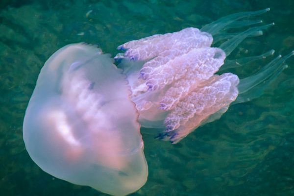 Rhizostoma - dangerous jellyfish lives underwater of a Black sea. Medusa has long tentacles with stinging cells - they leave burns on the human skin.