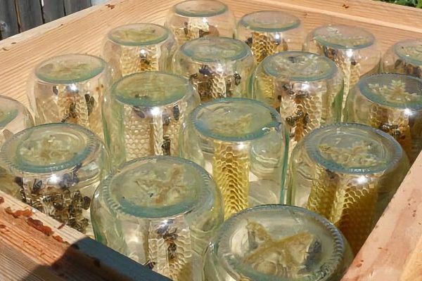 Пчеловод заработал состояние на мёде благодаря простой конструкции. Посмотри, что он сделал!