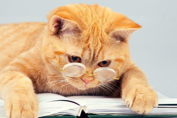 Какие кошки отличаются сообразительностью