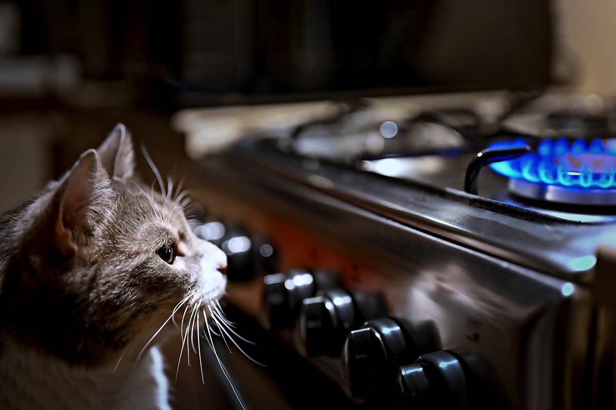 кот возле плиты