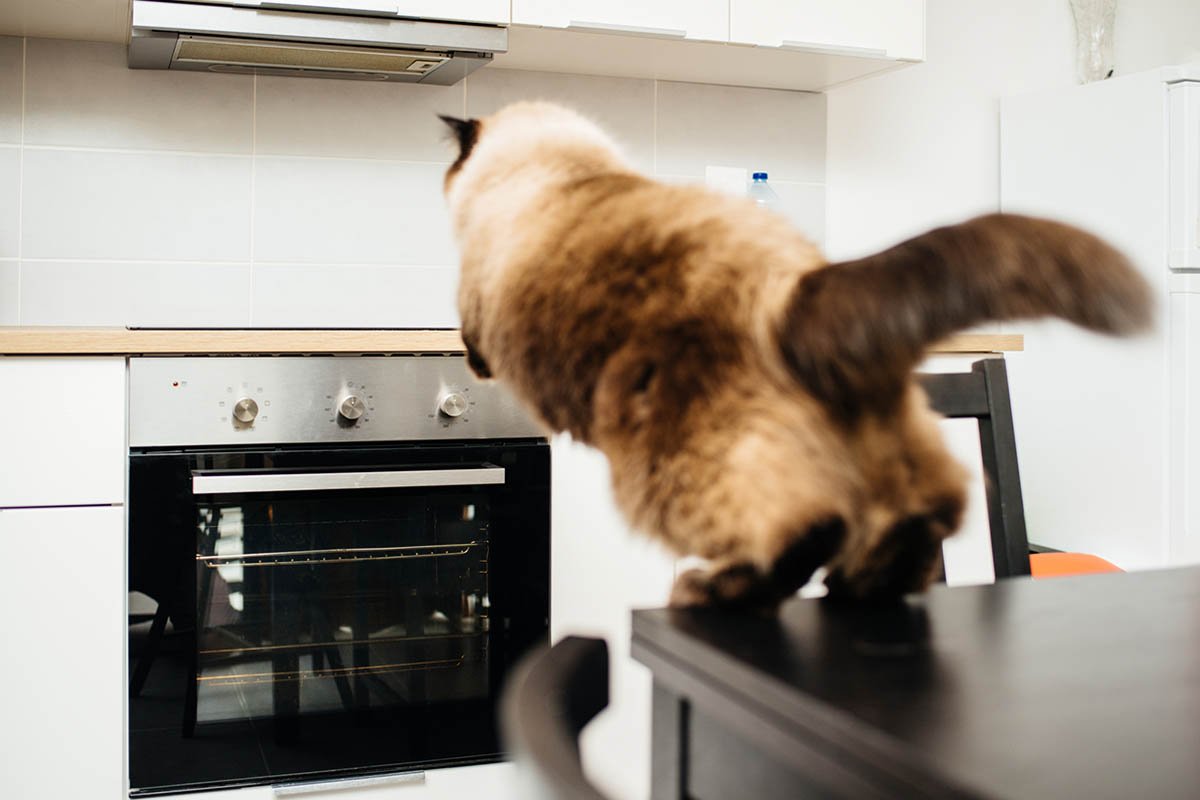 кошка на кухне
