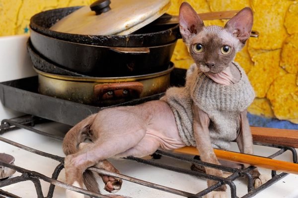 Злилась на истошные вопли кота, но зашла на кухню и поняла, что котик — спаситель