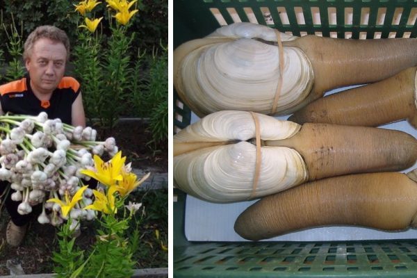 Грядки-короба, высокие грядки! Чтобы урожай был богатым даже на самой паршивой земле, нужно…