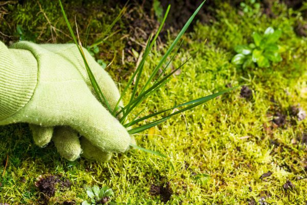 Инструкция по борьбе с сорной травой на дачном участке