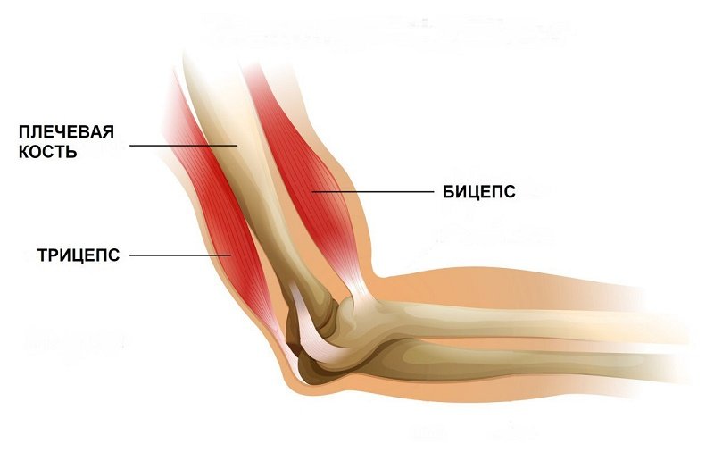 упражнения в зале для похудения рук