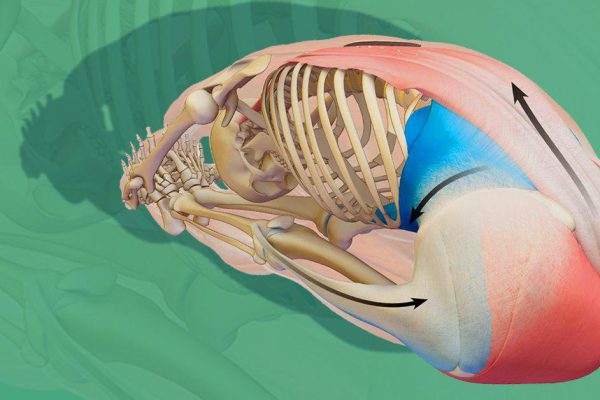 Здоровый позвоночник — наше всё! Чтобы резкая или тянущая боль моментально утихла, нужно 1 раз в 2 дня…