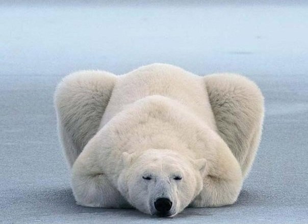 белый медведь