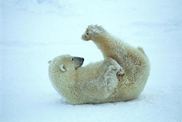 белый медведь в смешной позе