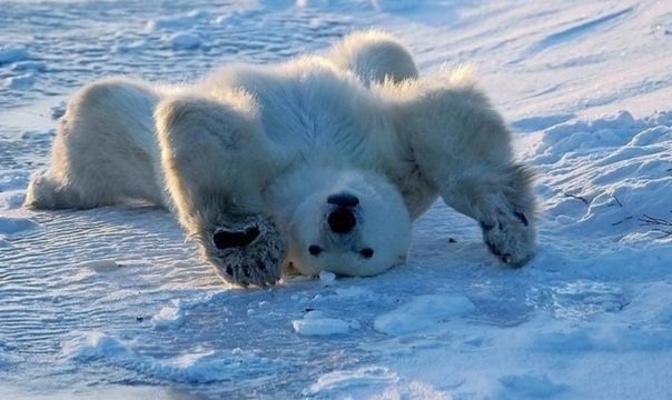 белый медведь в смешной позе