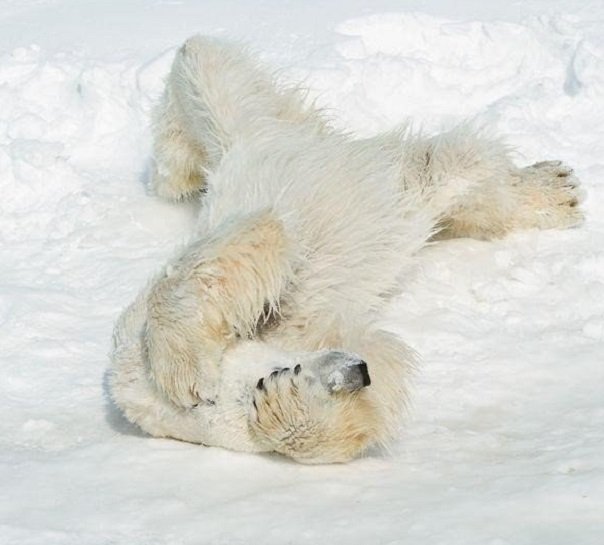 белый медведь в смешной позе