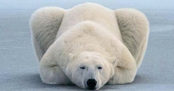 Даже мишки делают зарядку! Уроки йоги от полярного медведя.
