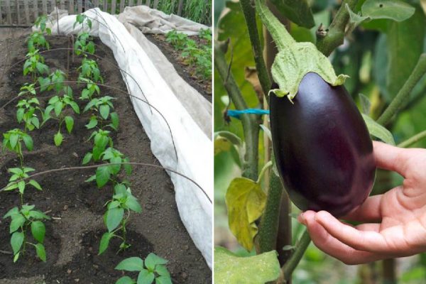 На что идут дачники ради завидного урожая баклажанов