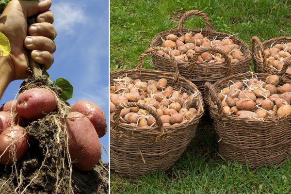 Будете бесконечно возить мешки с картофелем осенью, если прислушаетесь к старому агроному