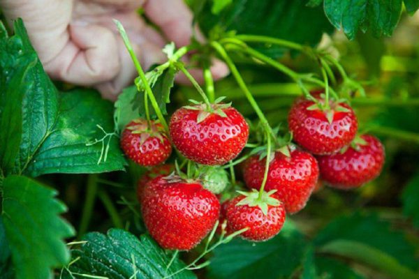 Как ухаживать за клубникой весной