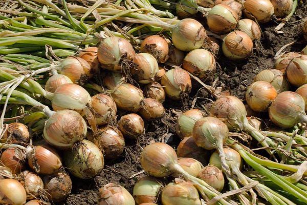 Как собрать урожай лука в 2021 году по лунному календарю, чтобы его хватило до весны