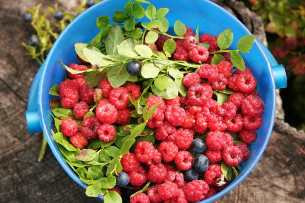 Возможно ли собрать ведро малины с одного куста