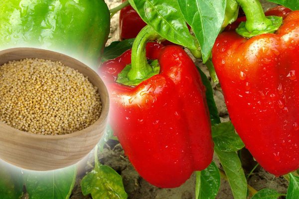 Дачник Федор рассказал, как с помощью обычного пшена получить богатый урожай сладкого перца