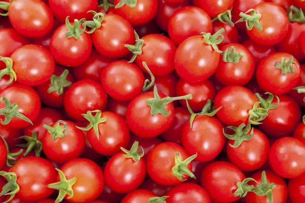 Мастерство выращивания помидоров и чем подкормить помидоры при посадке