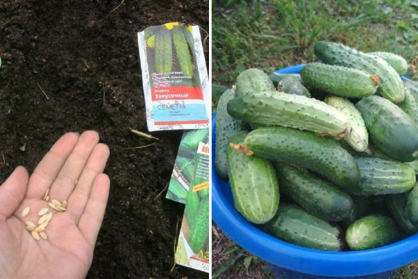 Какой сорт огурцов посеять в 2021 году, чтобы переплюнуть соседский урожай