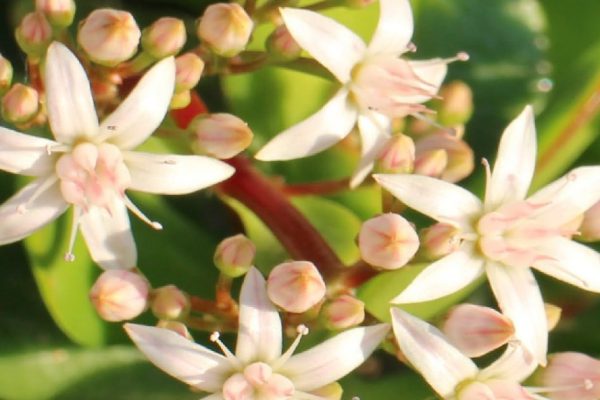 Как добиться цветения денежного дерева