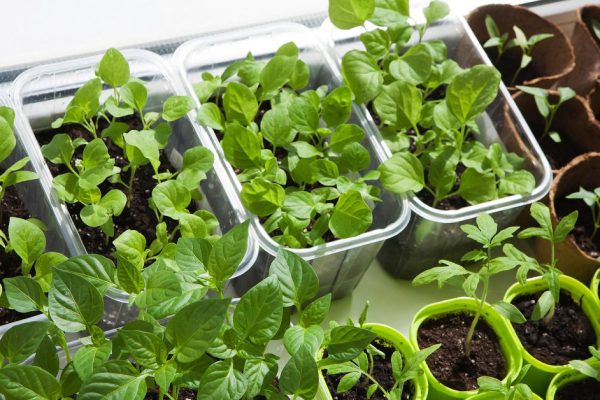 Top view of the many pots with seedlings of vagetables, indoor