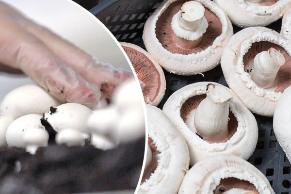 Муж выращивает шампиньоны в гараже, никого туда не пускает, но мне удалось проникнуть