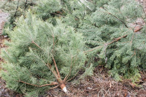 Что делать с новогодней елкой после праздников