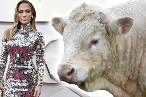 В чём нельзя встречать Новый год земным знакам зодиака