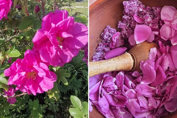 Обожаю рогалики с розой, потому делаю запасы уже сейчас, аккуратно отбираю лепестки