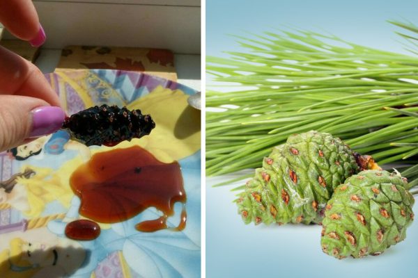 Зачем нести в дом гору молодых сосновых шишек