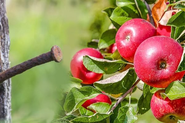 Мой дед был смышленым садоводом и учил меня, что если вбить гвоздь в яблоню, произойдет чудо
