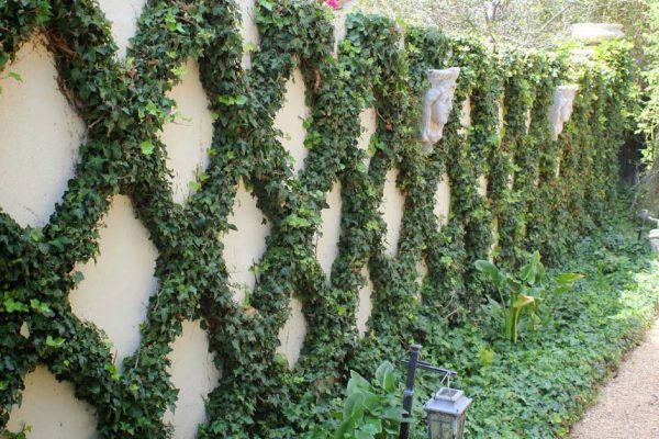 Гадалка приказала убрать изгородь из плюща возле дома, но я слишком ее люблю