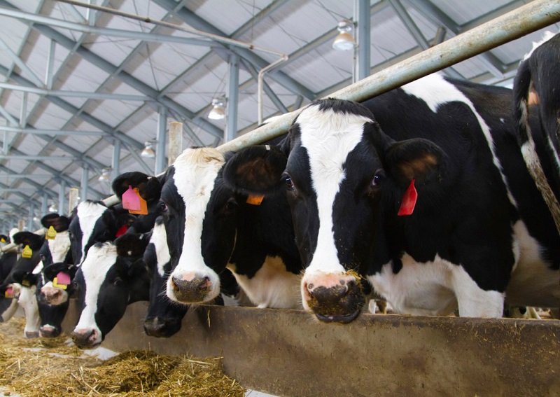 веганство и вегетарианство