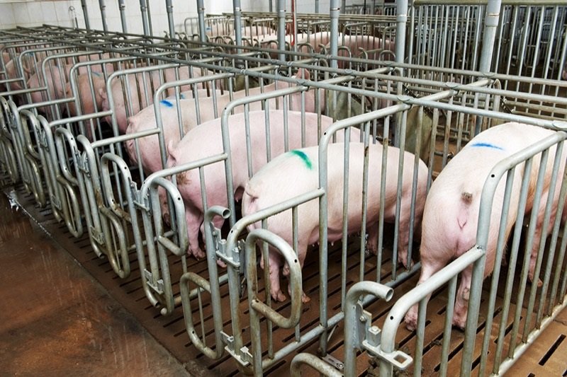 веганство и вегетарианство