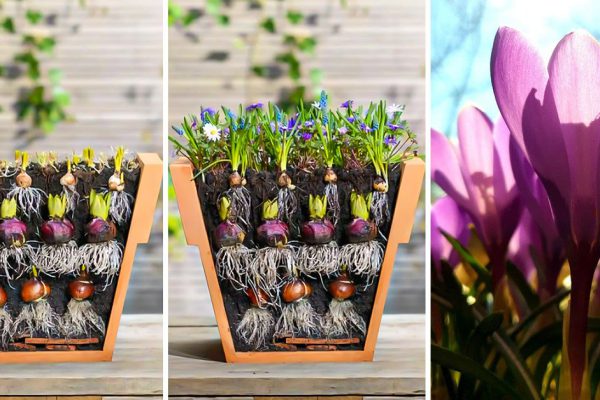 Пожилой цветовод посадил луковичные цветы «методом лазаньи»: крокусы, нарциссы, гиацинты и тюльпаны будут шиковать в апреле