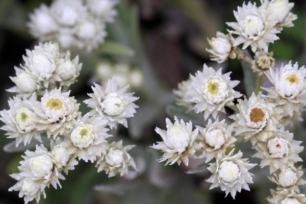 Зачем сажать морковь в саду