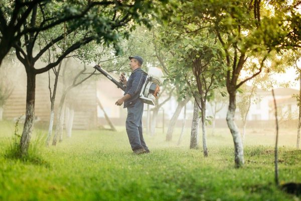 Чем и когда обработать деревья в саду