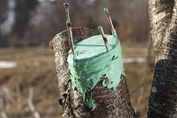 Как поступать с плодовыми деревьями весной