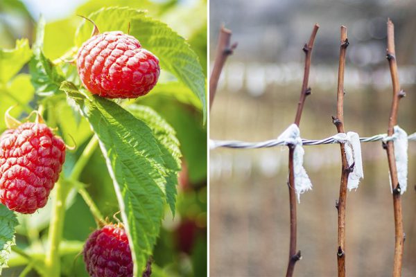 Куда ловкий садовник уносит стебли малины после обрезки