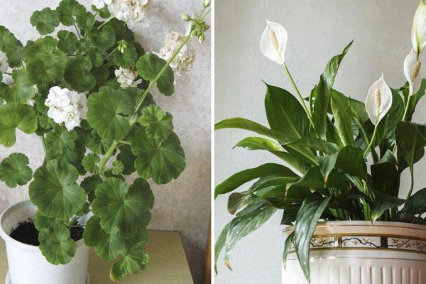 Что происходит в домах, где есть белые орхидеи