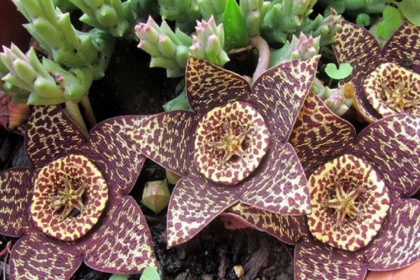 9 экзотических комнатных растений, от которых просто невозможно отвести взгляд.