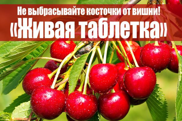 Теперь ты не станешь выбрасывать вишневые косточки ни за что на свете! Вишня лечит суставы, диабет, анемию и авитаминоз.