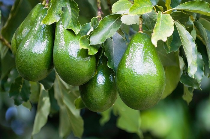 Сколько плодов авокадо можно съедать в день Вдохновение,Советы,Авокадо,Кухня,Питание,Продукты,Профилактика